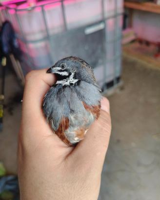 Quaglie cinesi - Varie Mutazioni