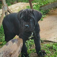 Cuccioli mastini napoletano