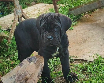 Cuccioli mastini napoletano