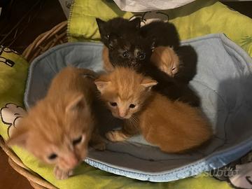 Gattini neri biondi arancione tartarugati