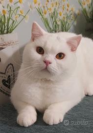 British Shorthair Memo 