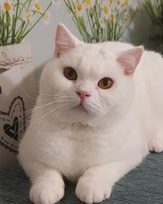 British Shorthair Memo 