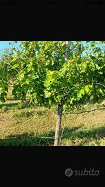 Vigneto
