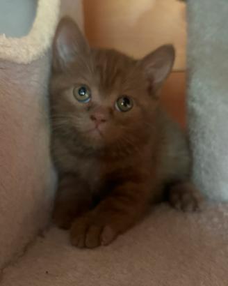 British Cinnamon