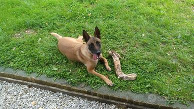 Pastore belga - belgian malinois