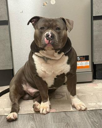 Cane American Bully