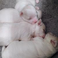 Cuccioli di maltese
