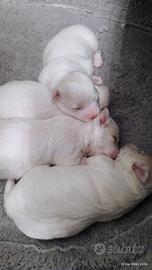 Cuccioli di maltese