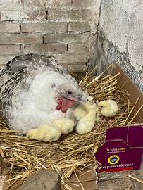Pulcini di tacchino ermellianto di Rovigo