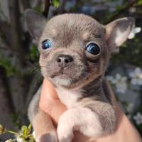 Chihuahua occhi parti-color