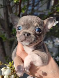 Chihuahua occhi parti-color