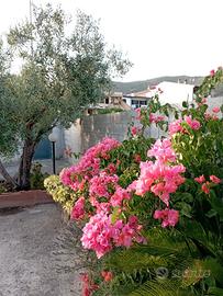 Oleandro Casa Vacanze