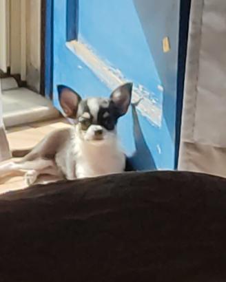 Chiwawa toy