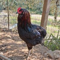 Galletti Araucana, Marans e Legbar