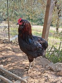 Galletti Araucana, Marans e Legbar