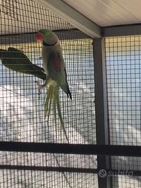 Grande Alessandrino pullo