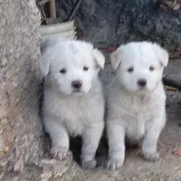Cuccioli meticci 3 mesi