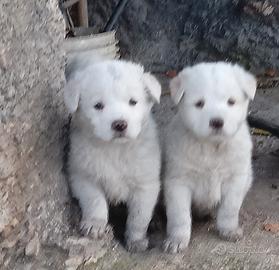 Cuccioli meticci 3 mesi