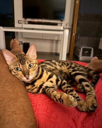 Cat Dog sitter
