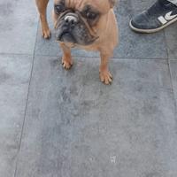 Bulldog francese femmina