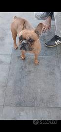 Bulldog francese femmina