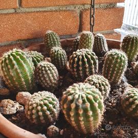 Piantine grasse varie altezze per composizioni 3pz