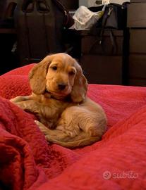 Cucciola di Cocker Spaniel Inglese