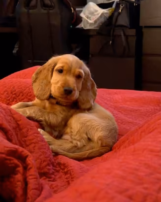 Cucciola di Cocker Spaniel Inglese