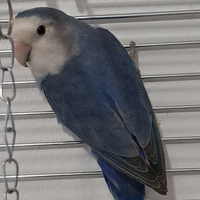 Inseparabili