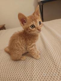 Gattino Maschio di 3 mesi SIMBA