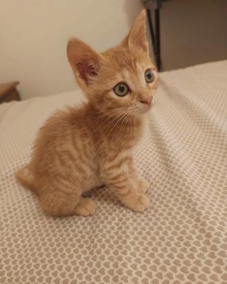 Gattino Maschio di 3 mesi SIMBA