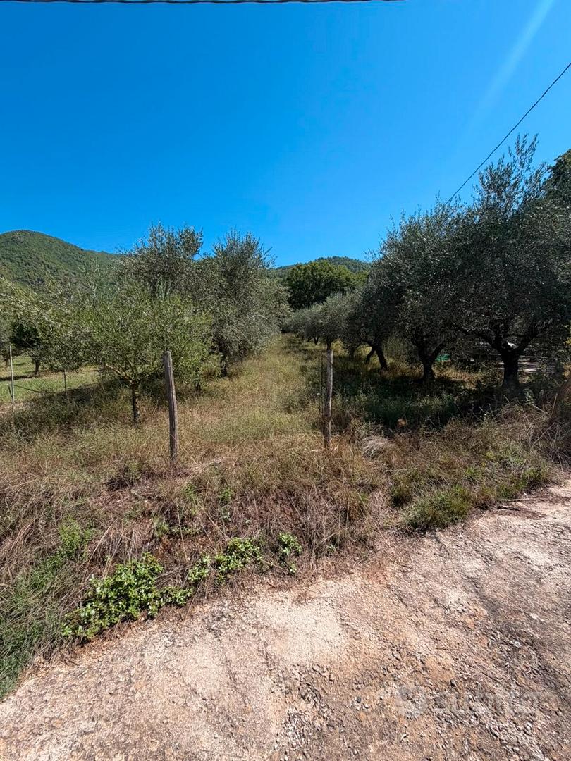 Terreno uliveto - Vista 4