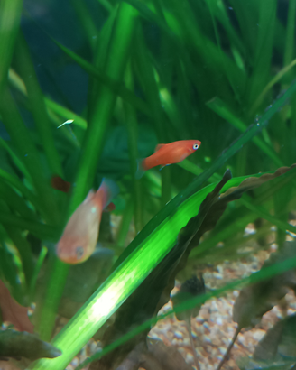 Platy