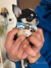 Chihuahua
