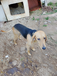 Segugio italiano nero sfocato