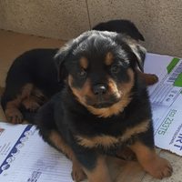 Rottweiler
