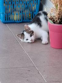 Adorabile gattino maschio