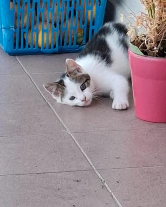 Adorabile gattino maschio