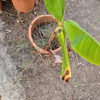 Pianta Banano in Vaso