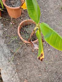 Pianta Banano in Vaso