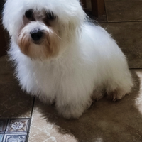 Cucciolo maltese di 5 mesi