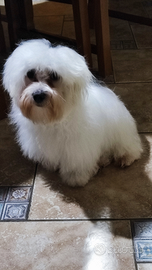 Cucciolo maltese di 5 mesi