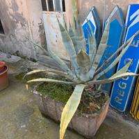 Gratis piante di agave grandi