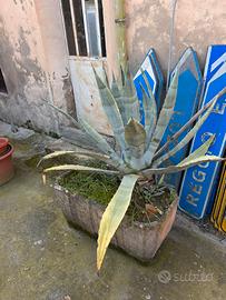 Gratis piante di agave grandi