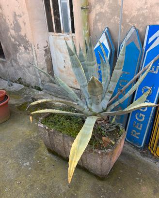 Gratis piante di agave grandi