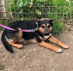 Eros cane dolce ed equilibrato in adozione