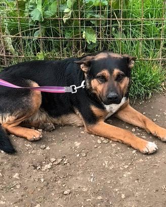 Eros cane dolce ed equilibrato in adozione