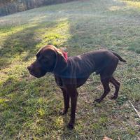 Cane da tartufi maschio anni 2