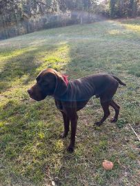 Cane da tartufi maschio anni 2