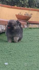 Spitz Tedeschi